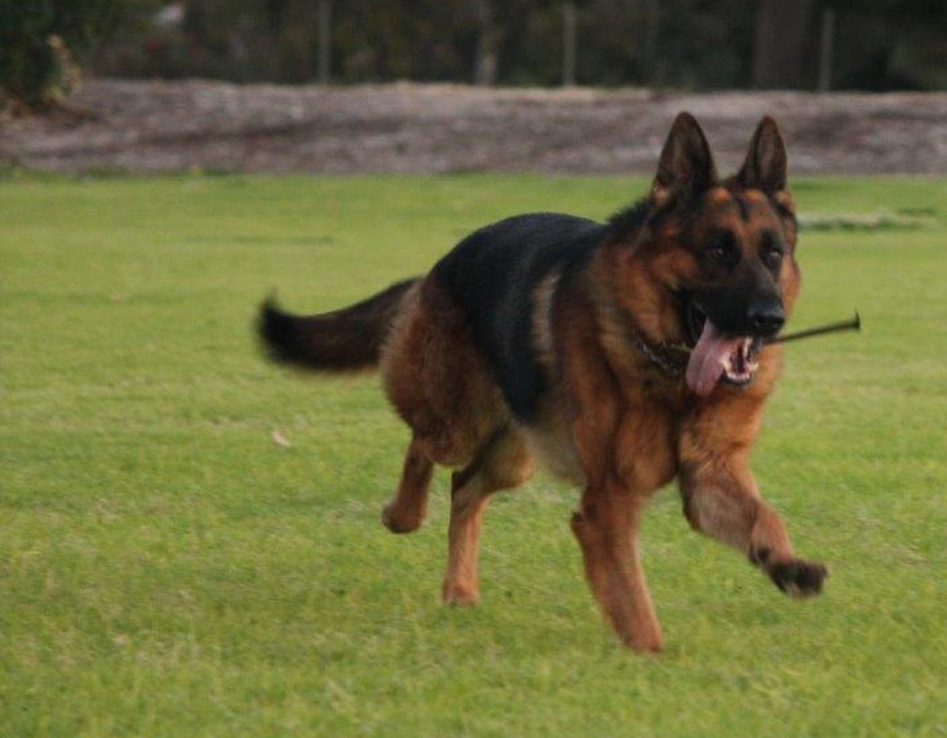K9 Dog Training Perth