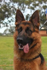 Dog Aggression Training in Perth